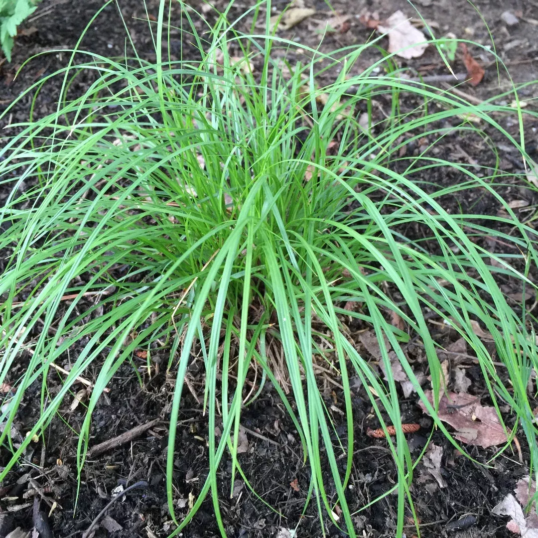 Pennsylvania Sedge – Native Shade-Tolerant | Pixies Gardens