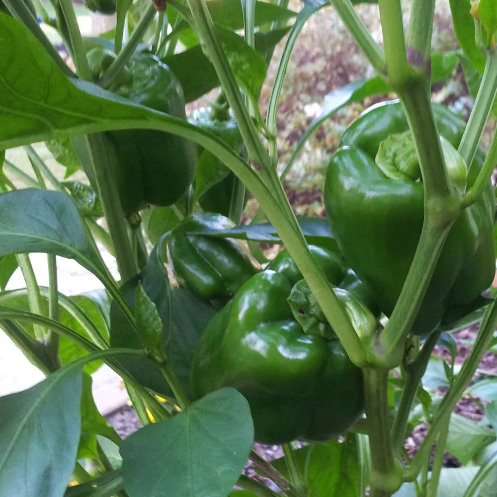 Pepper California WonderBell - Organic