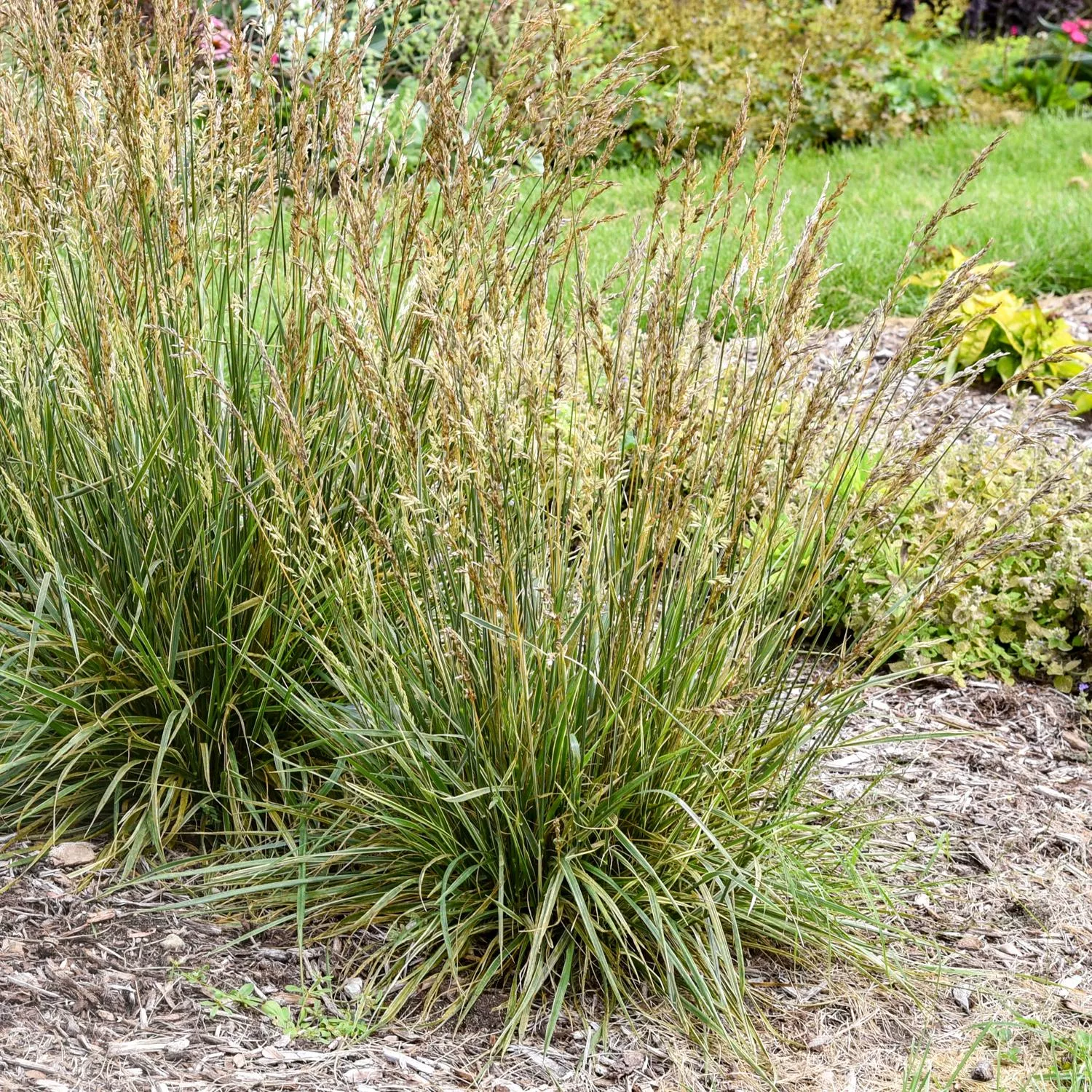 'Perfect Edging' Tall Fescue Grass (Festuca)