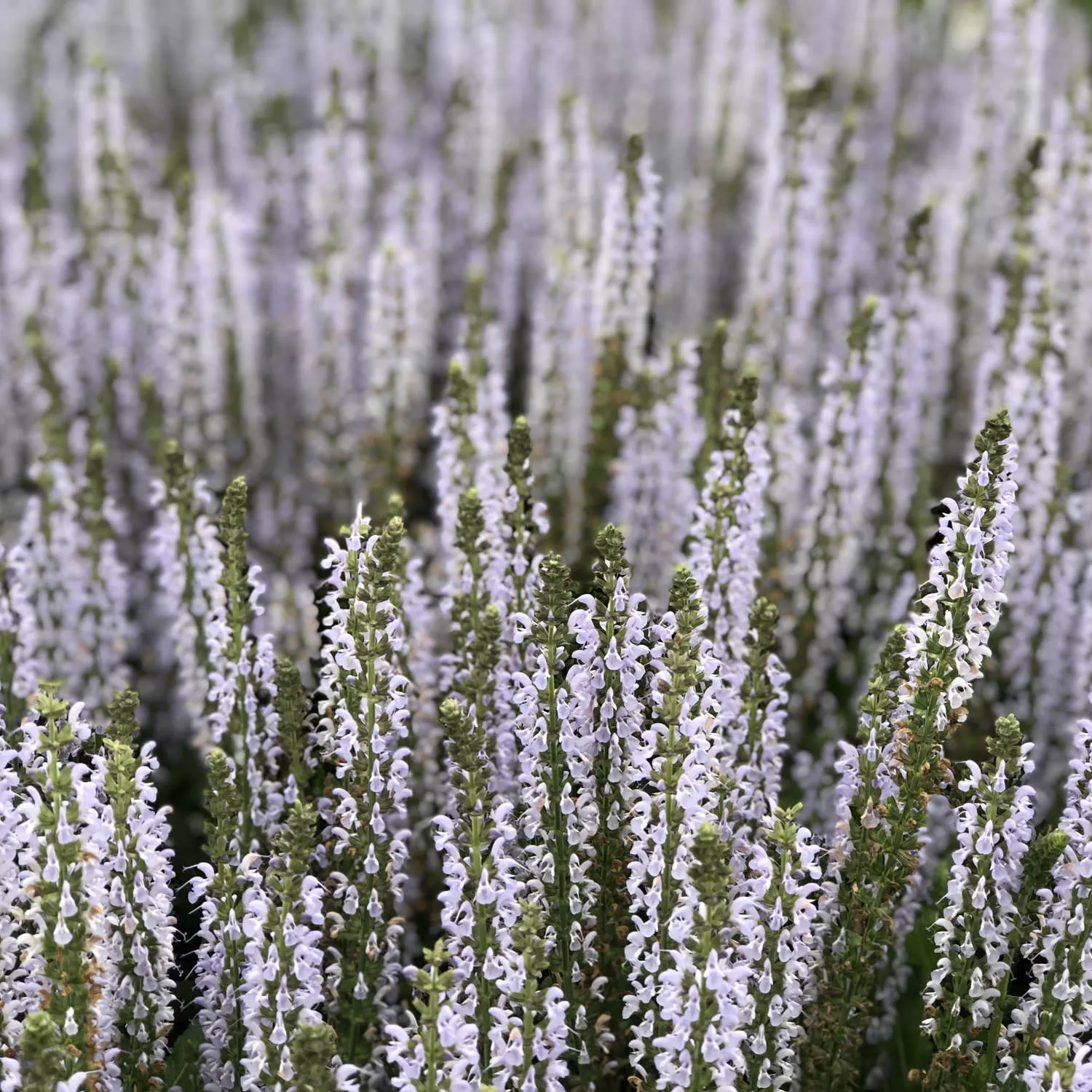 'Perfect Profusion' Perennial Salvia