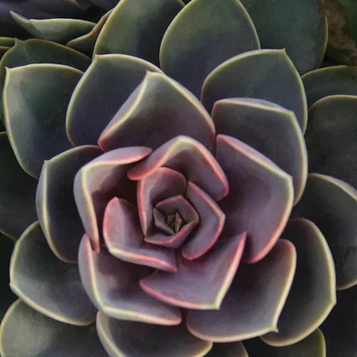 Perle von Nurnberg Echeveria
