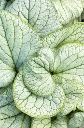 Permafrost Brunnera