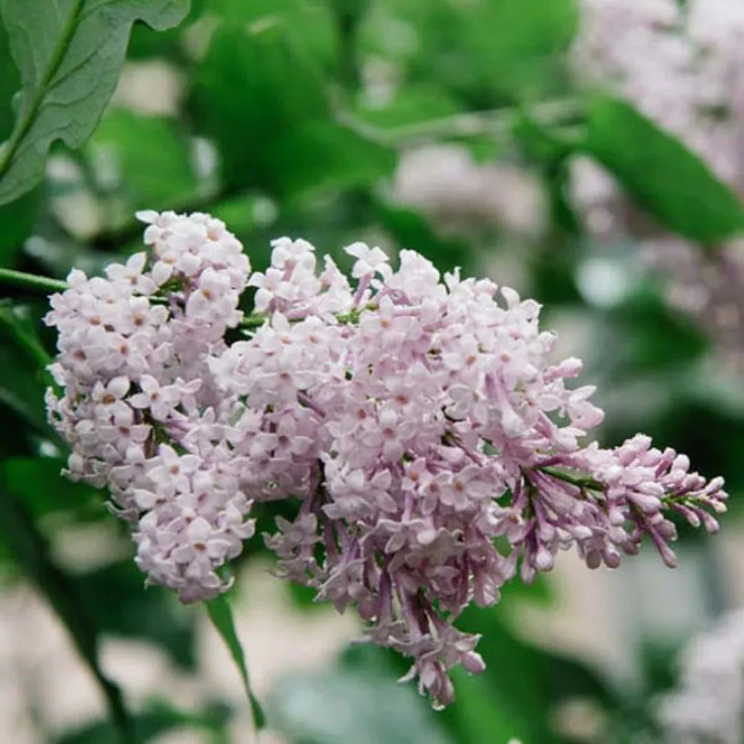 Persian Lilac