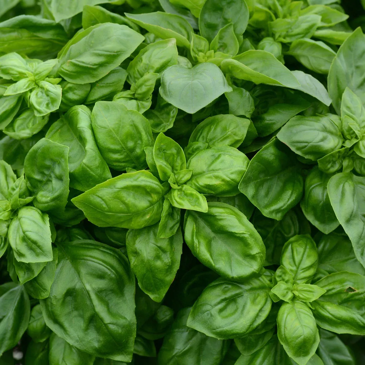 Pesto Party' Basil (Ocimum)