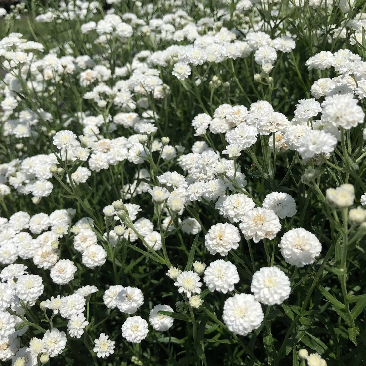 'Peter Cottontail' Yarrow (Achillea)