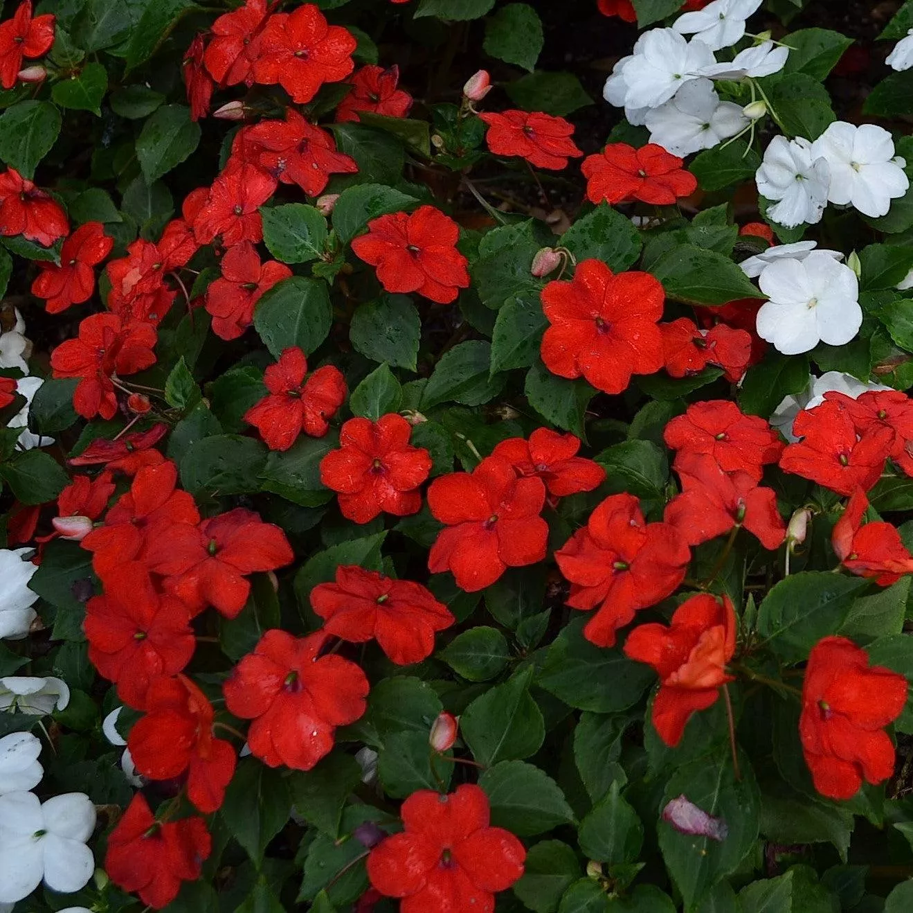 Petticoat Dark Red Impatiens