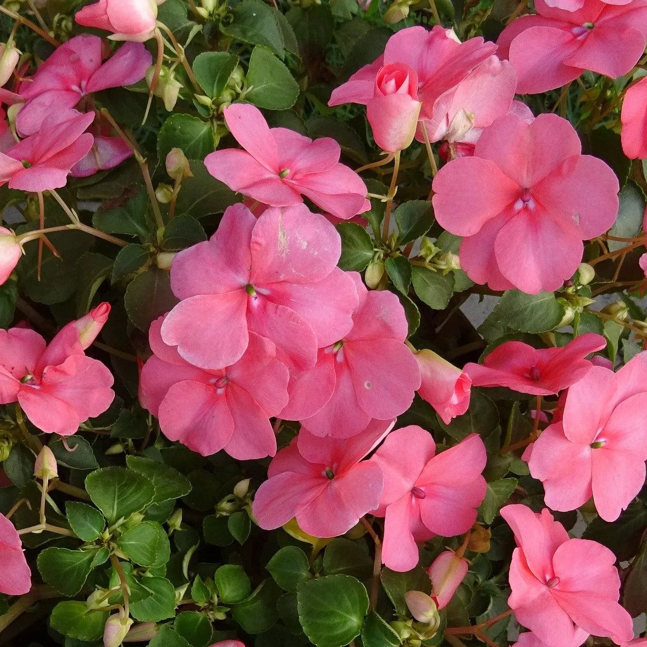 Petticoat Pink Impatiens