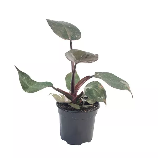 Philodendron Pink Princess