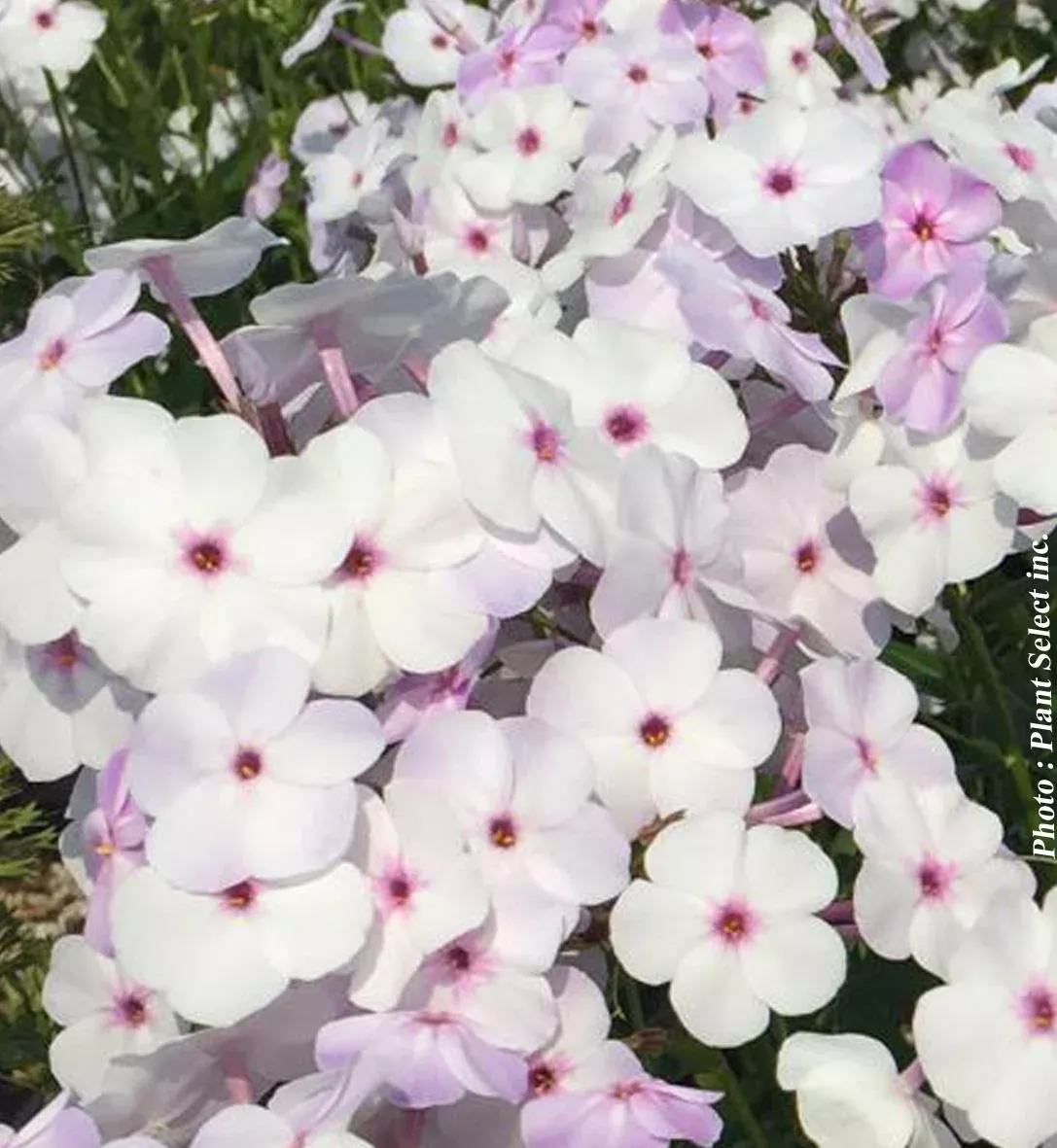 Phlox Fashionably 'Early Lavender Ice'