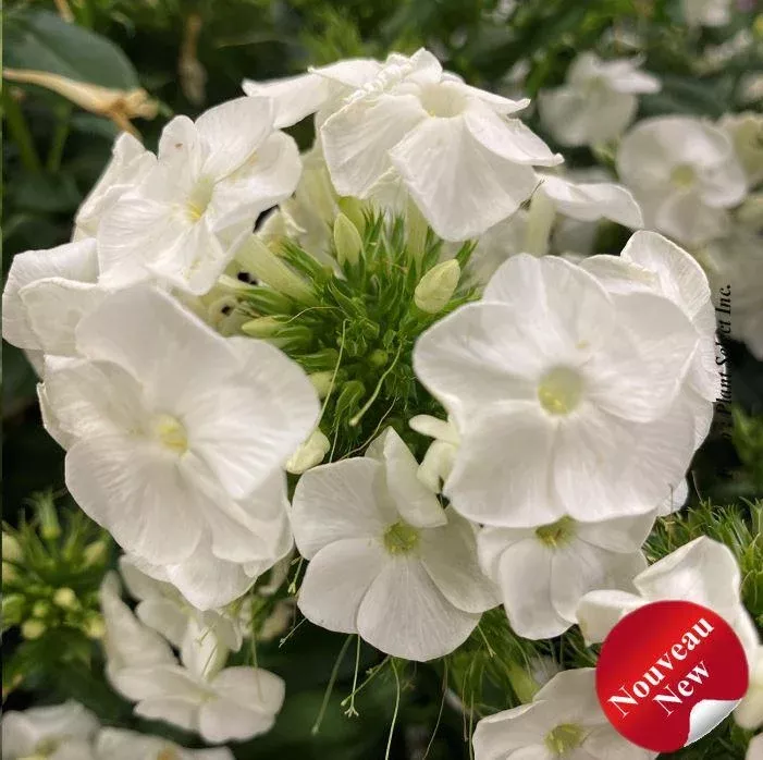 Phlox Luminary 'Backlight'