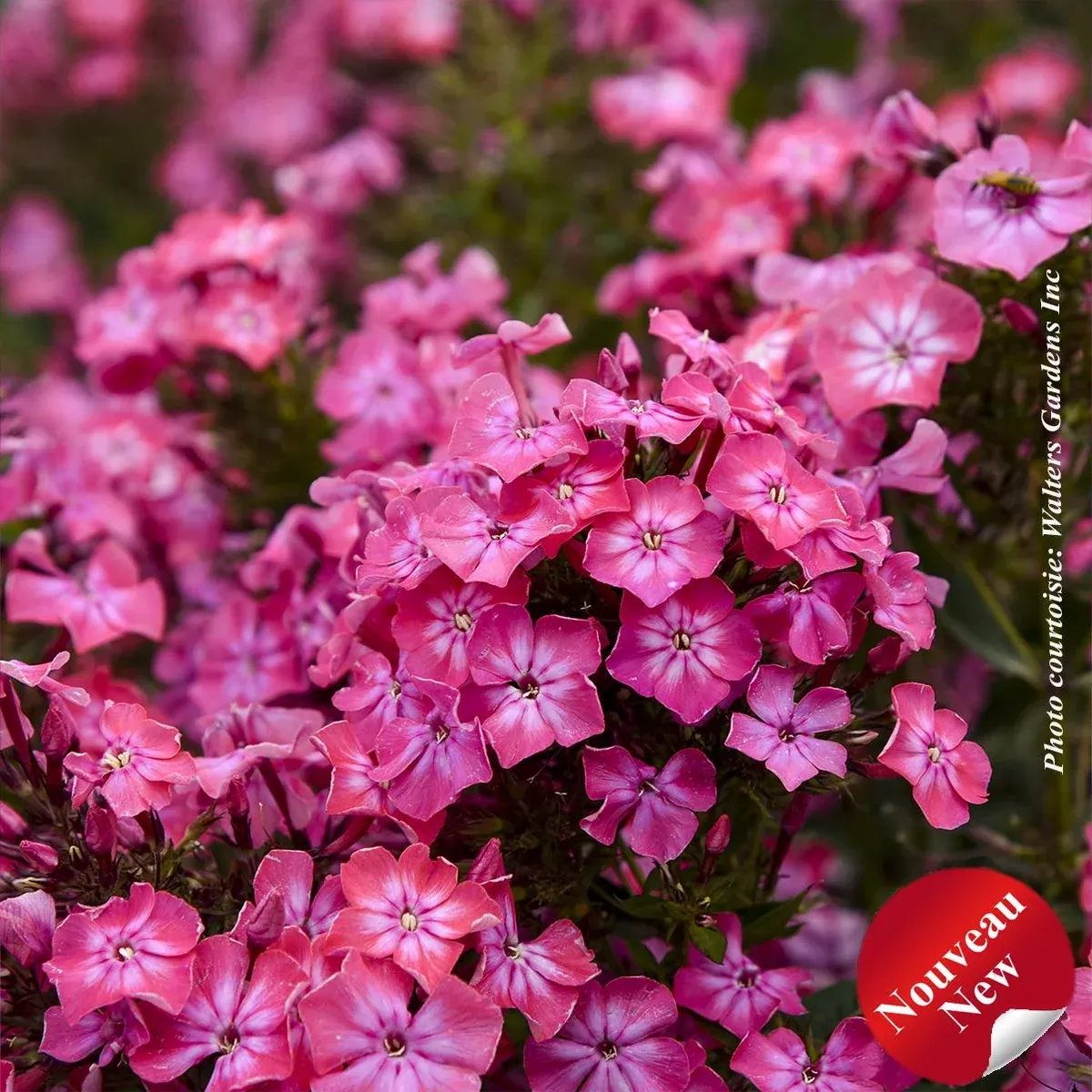 PHLOX LUMINARY `PINK LIGHTNING`