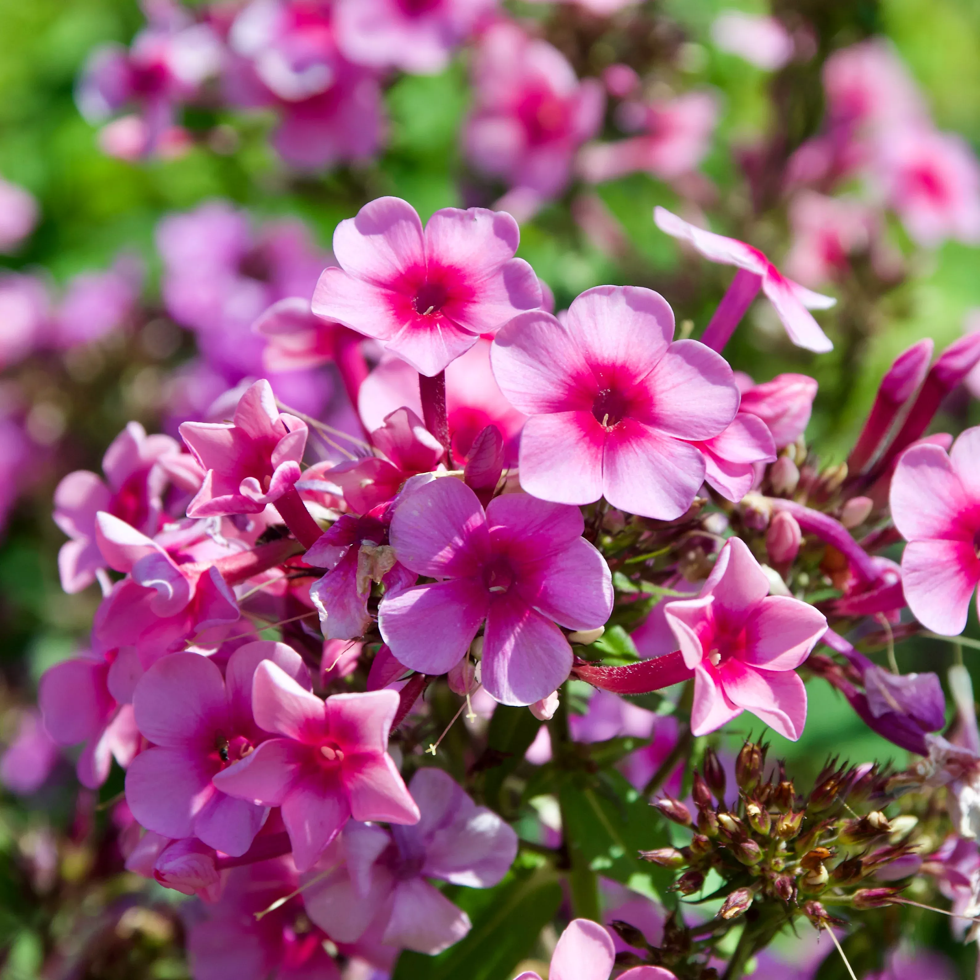 Phlox paniculata 'Barci'
