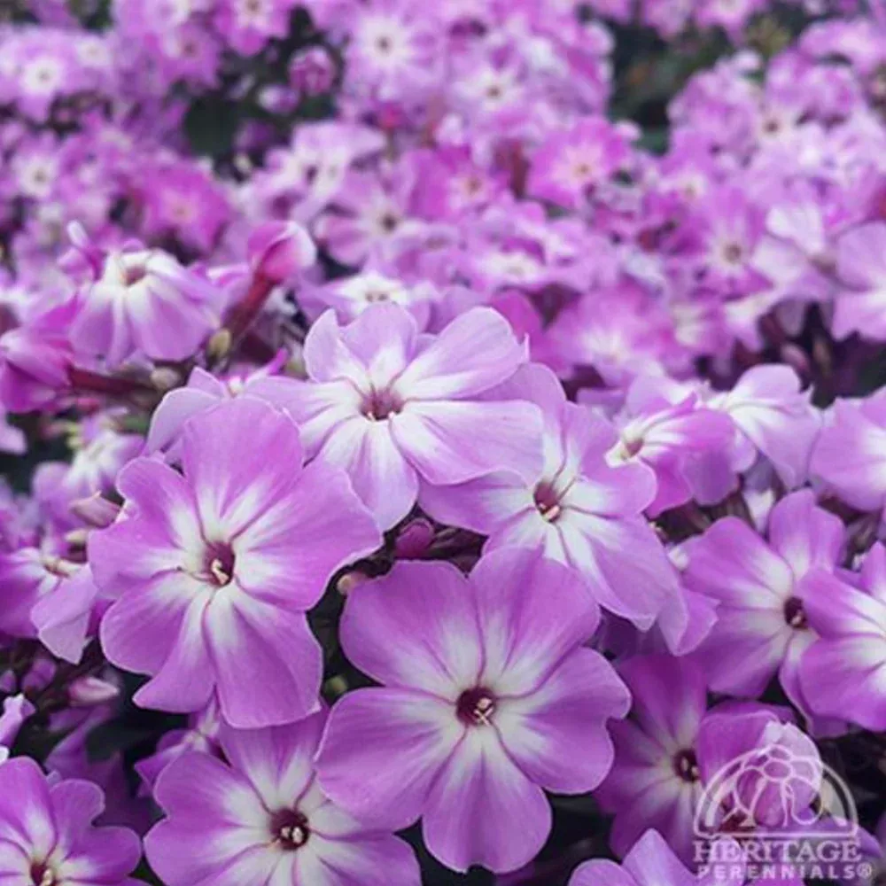 Phlox paniculata 'Early Purple'