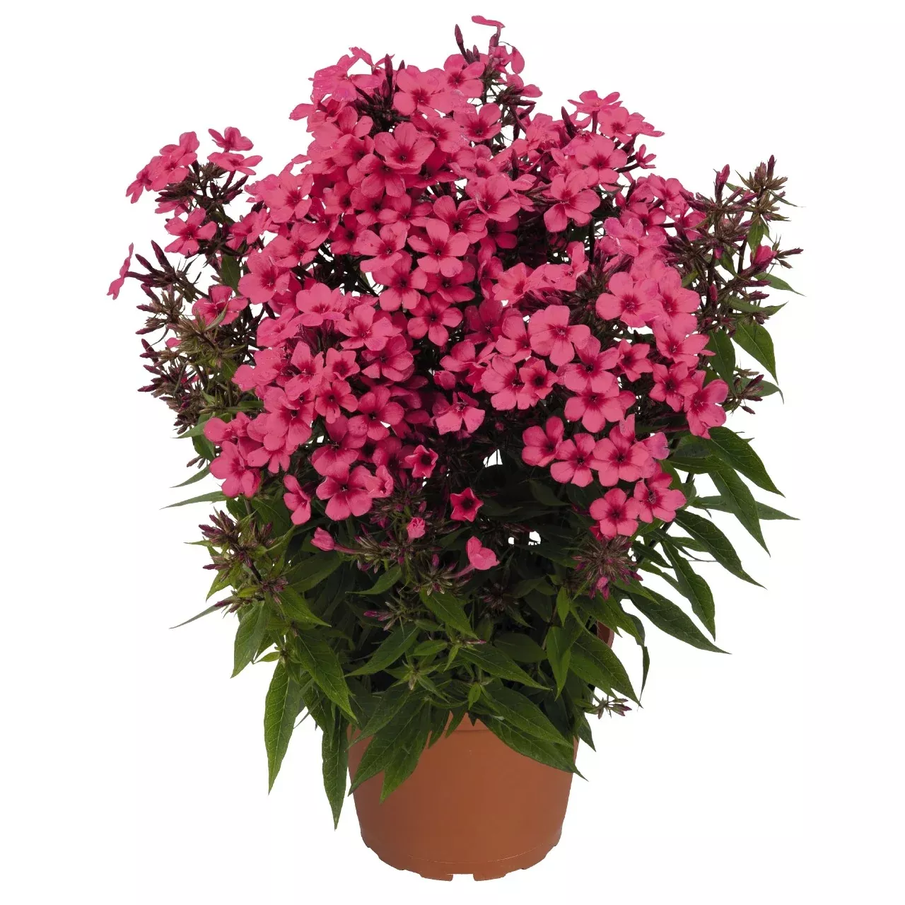 Phlox paniculata 'Flame™ Coral' (Dwarf Garden Phlox)
