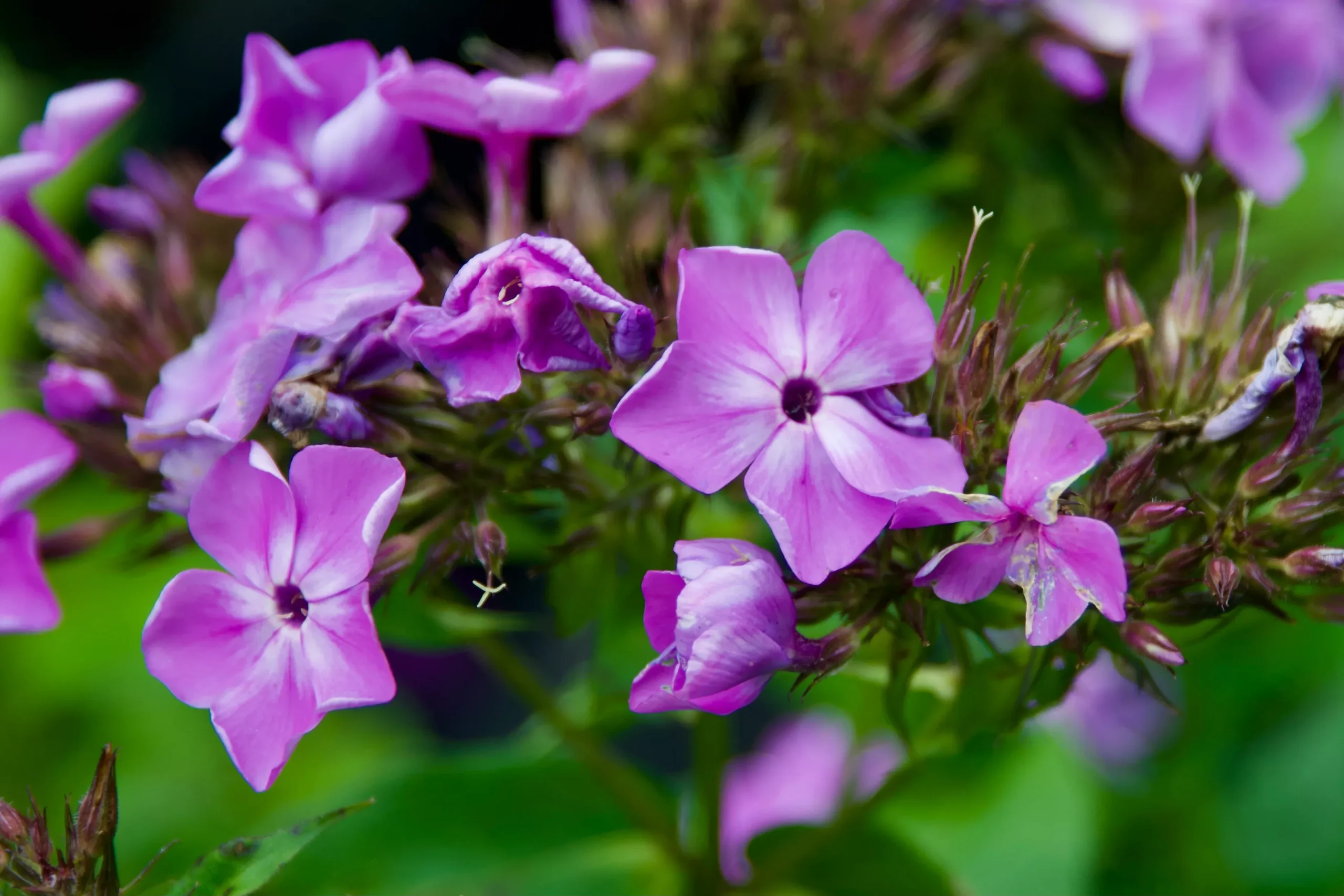 Phlox paniculata 'Flame™ Violet'