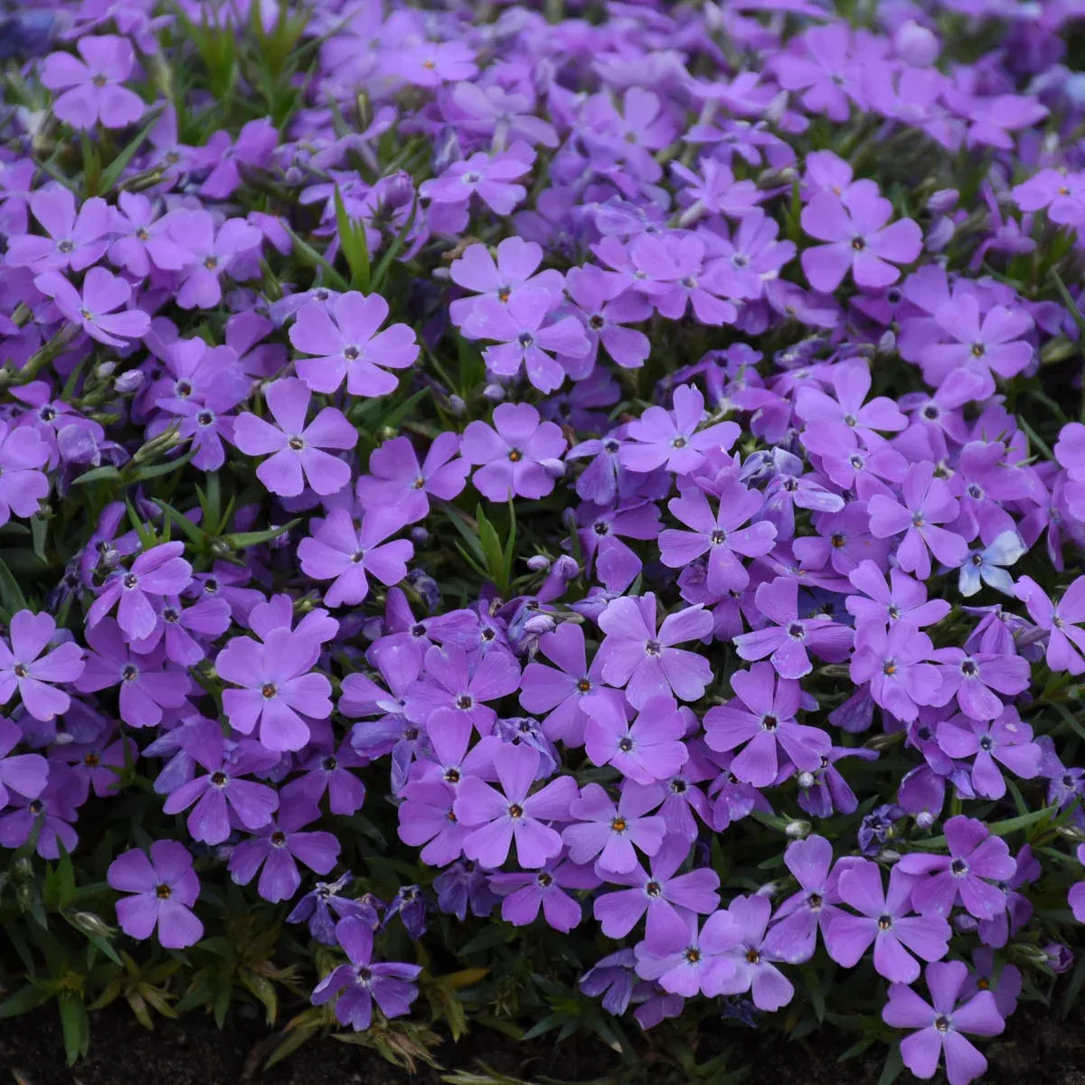 Phlox subulata 'Crater Lake' (Creeping Phlox)