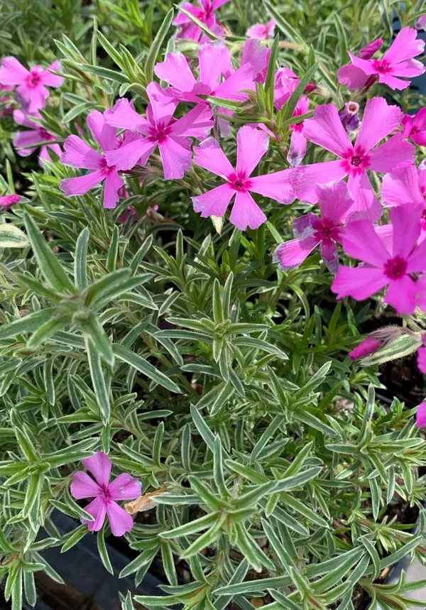 Phlox subulata 'Nettleton's Variation'