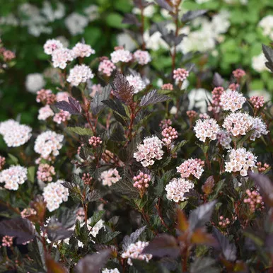 Physocarpus opulifolius 'Little Devil'