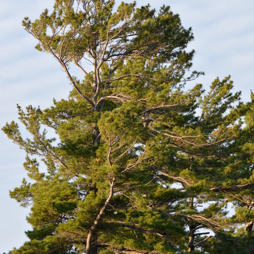Pine, Eastern White #5