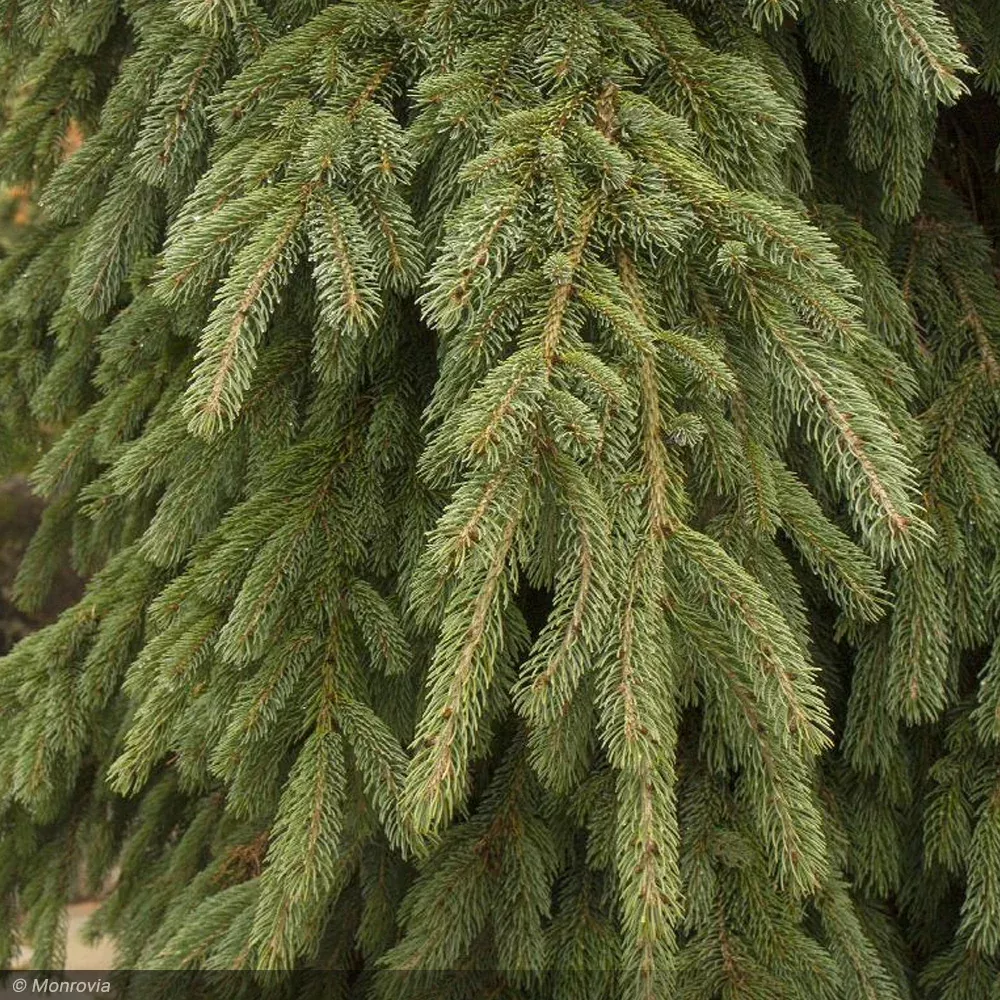 Pine, White Pendula 7'- 8' B&B