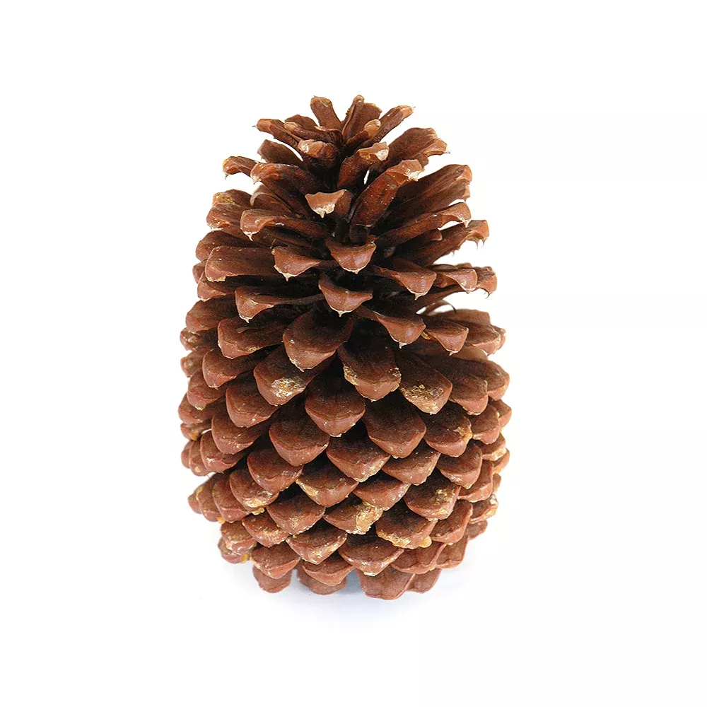 Pinecone - Jeffrey