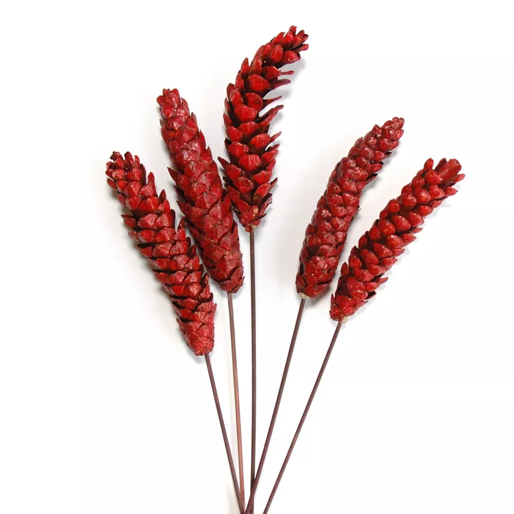 Pinecones - Strobus on Stem - Burgundy