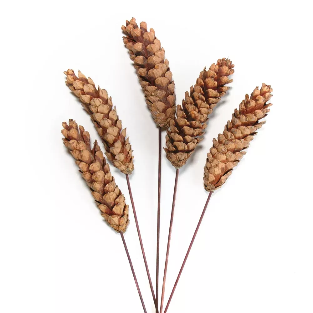Pinecones - Strobus on Stem - Natural
