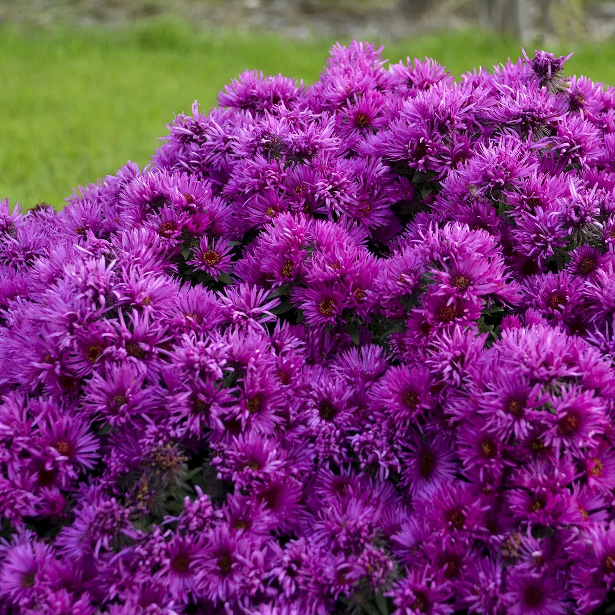 'Pink Crush' New England Aster