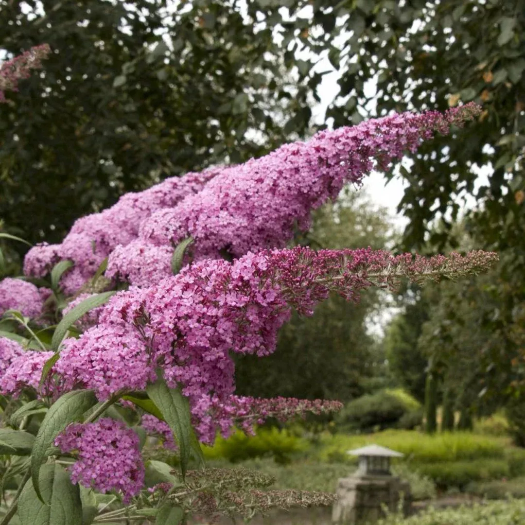 Pink Delight Butterfly Bush – Bright Candy- | Pixies Gardens