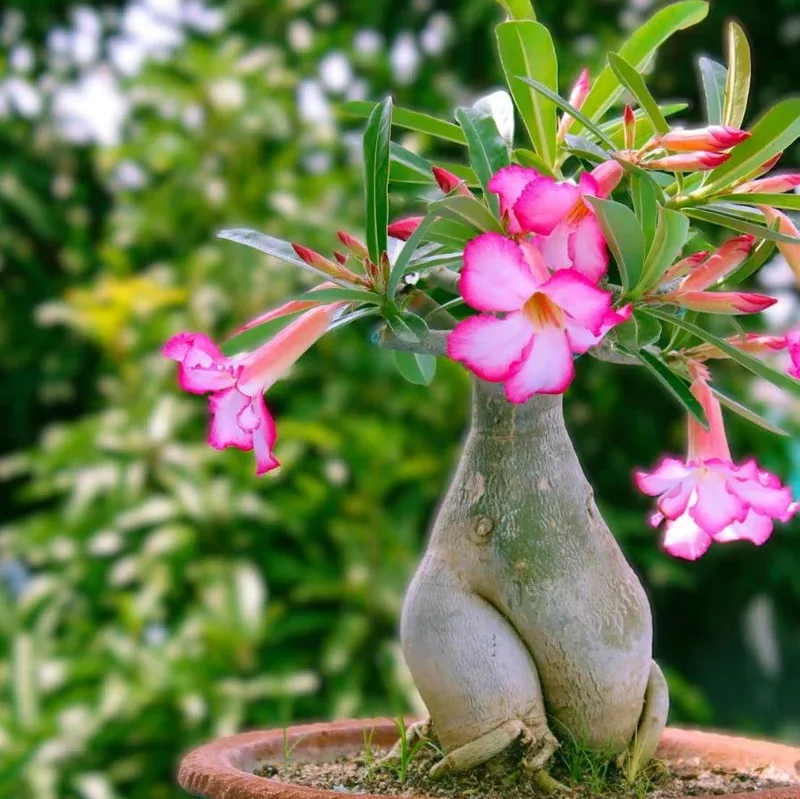Pink Desert Rose Live Plant – Adenium Obesum Starter – 4-6″ Tall – Succulent Flower