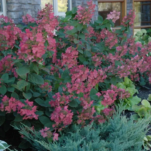 Pink Diamond Panicle Hydrangea