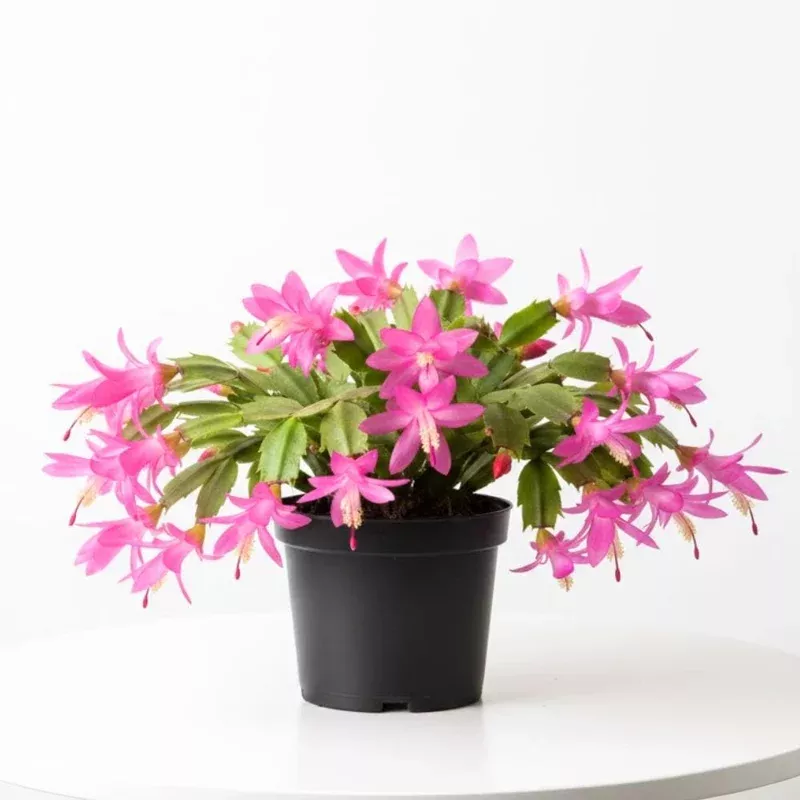 Pink Thanksgiving Cactus Live Plant – Zygocactus Succulent in 4 Inch Pot, Holiday Flowering