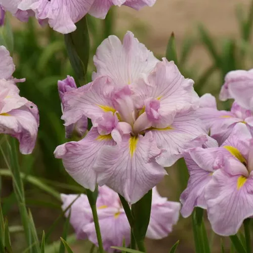 'Pinkerton' Japanese (Iris)