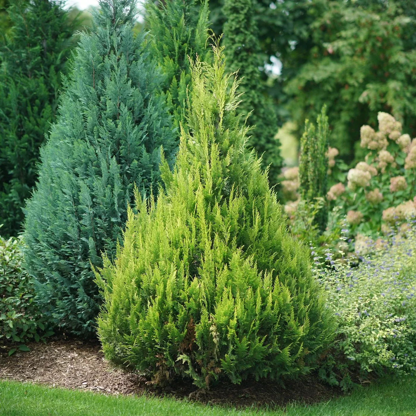 Pinpoint Gold False Cypress