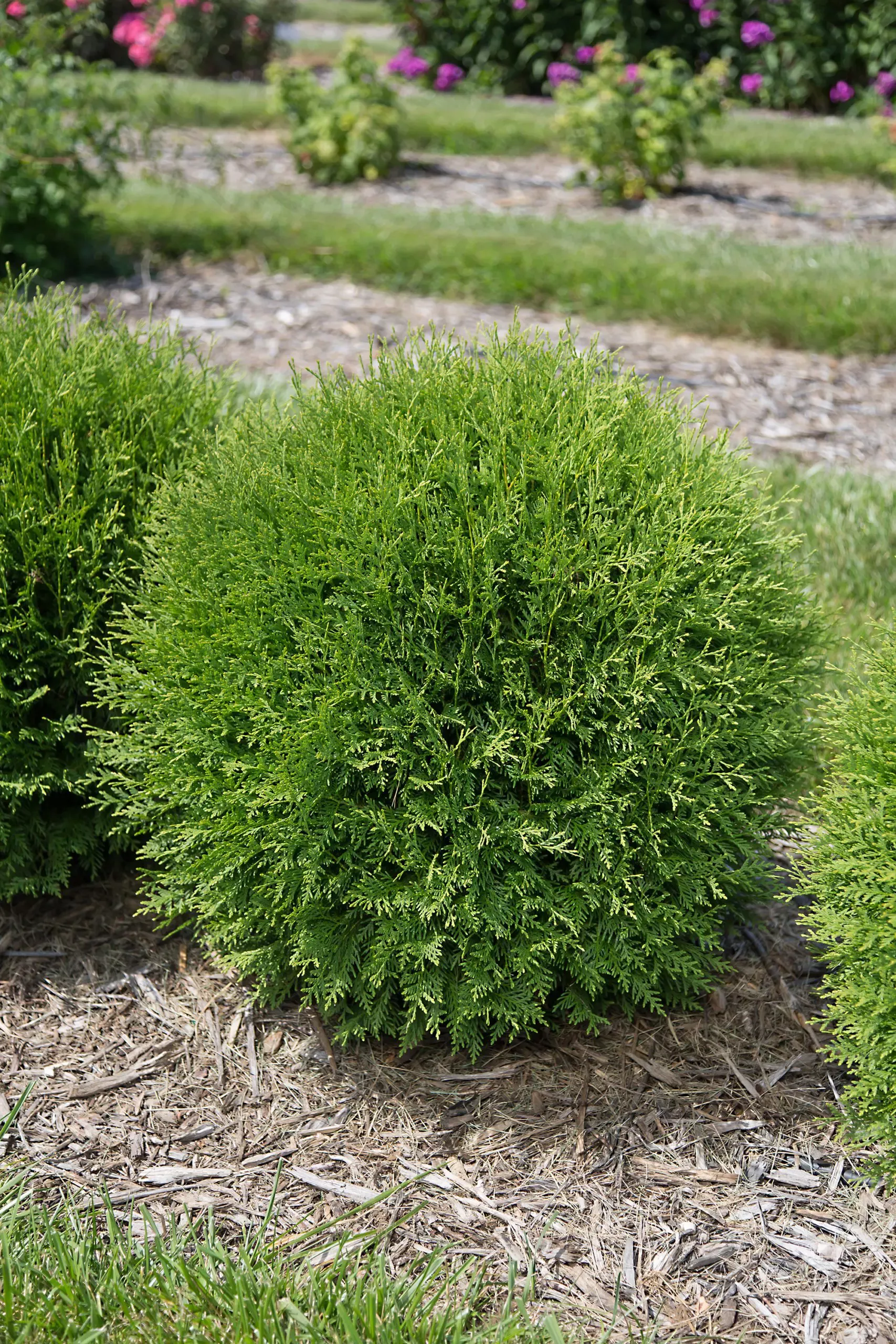 Planet Earth Arborvitae