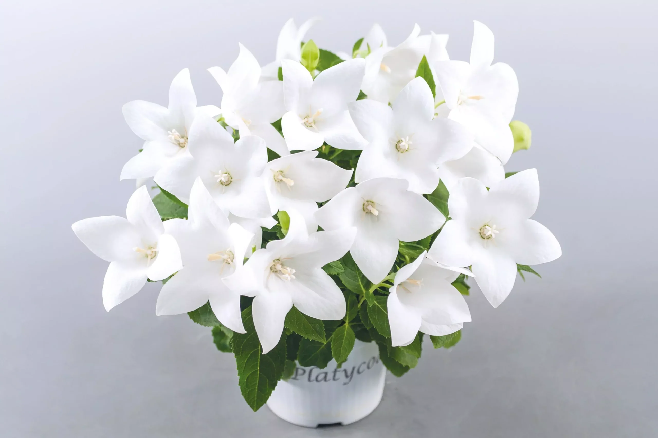 Platycodon grandiflorus 'Pop Star White' (Balloon Flower)