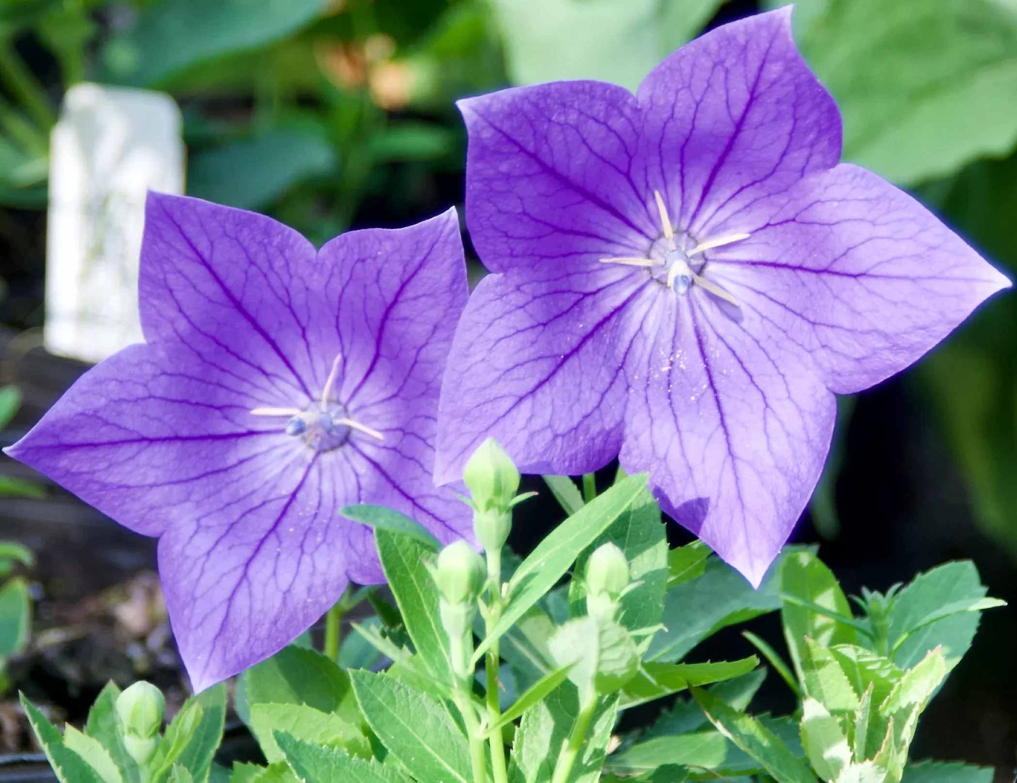 Platycodon grandiflorus 'Sentimental Blue' (Balloon Flower)