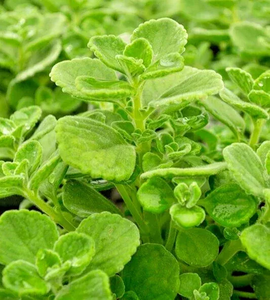 Plectranthus Coleoides Variegata Swedish Ivy – 3 Live 4″ Plant Cuttings