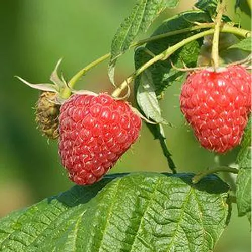 Polana Raspberry