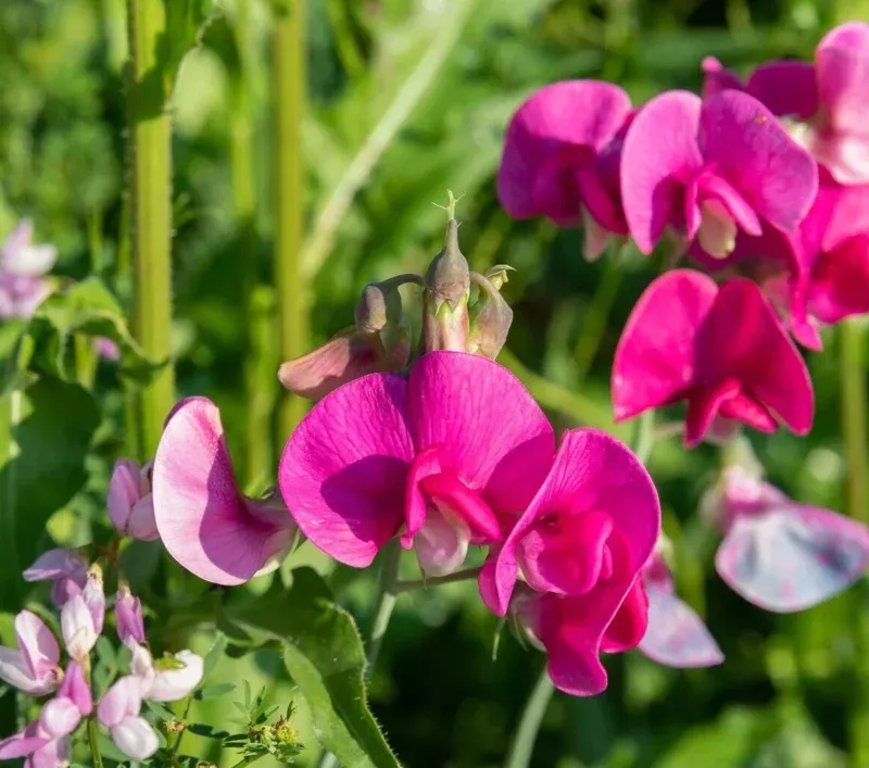 Polygala Myrtifolia Milkwort Cuttings – 7 Sweet Pea Bush Live Plants 6″