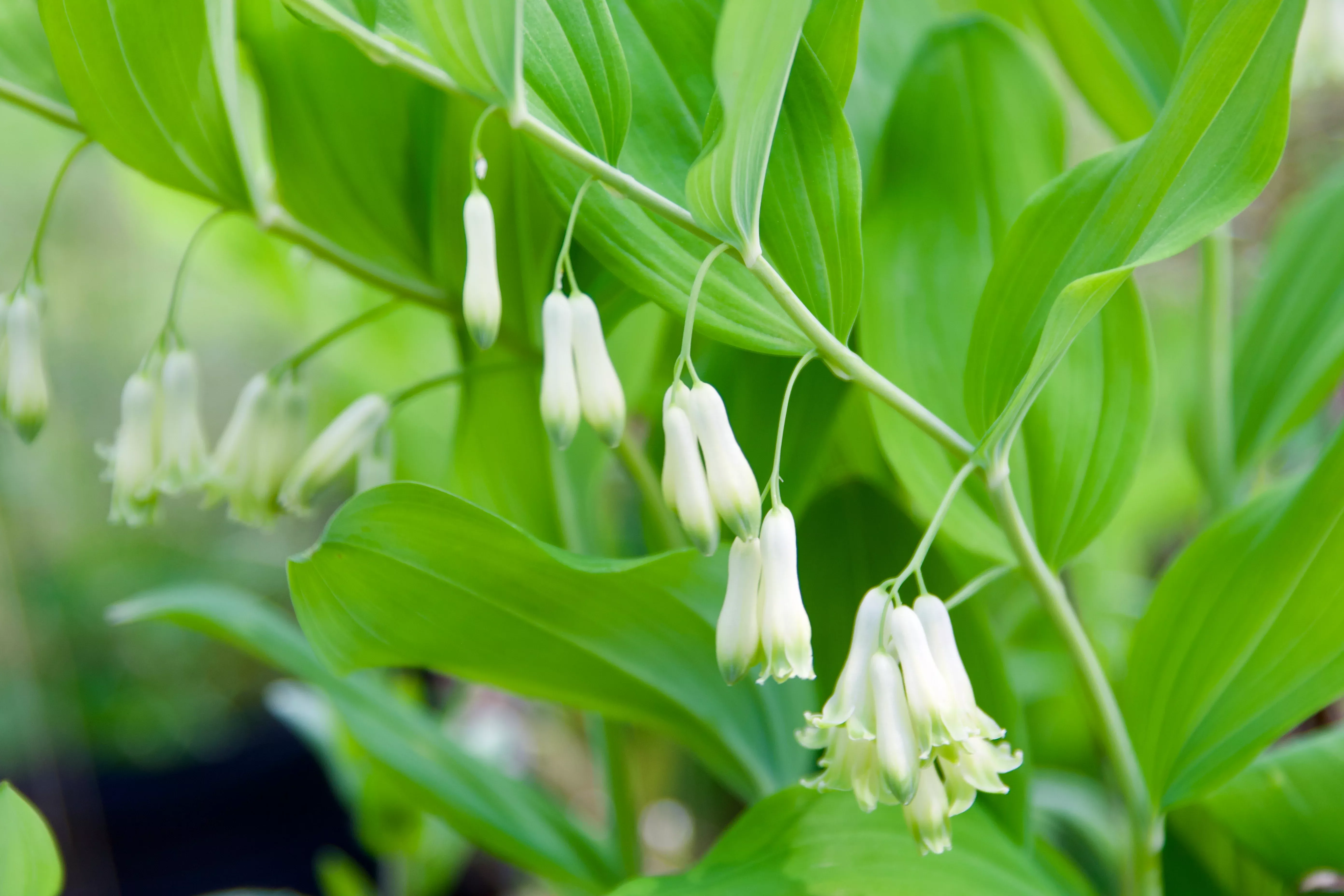 Polygonatum multiflorum (Solomon's Seal)