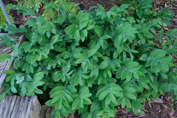 Polygonatum odoratum 'Chanticleer'