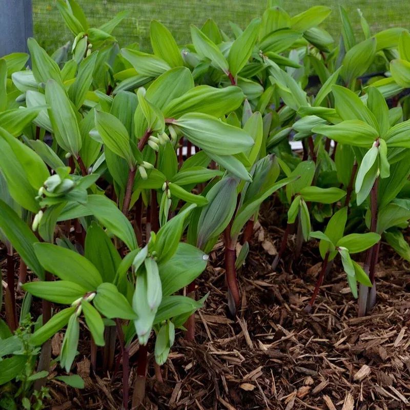 Polygonatum odoratum Ruby Slipper Solomon’s Seal Live Plant 5.25″ Pot Perennial