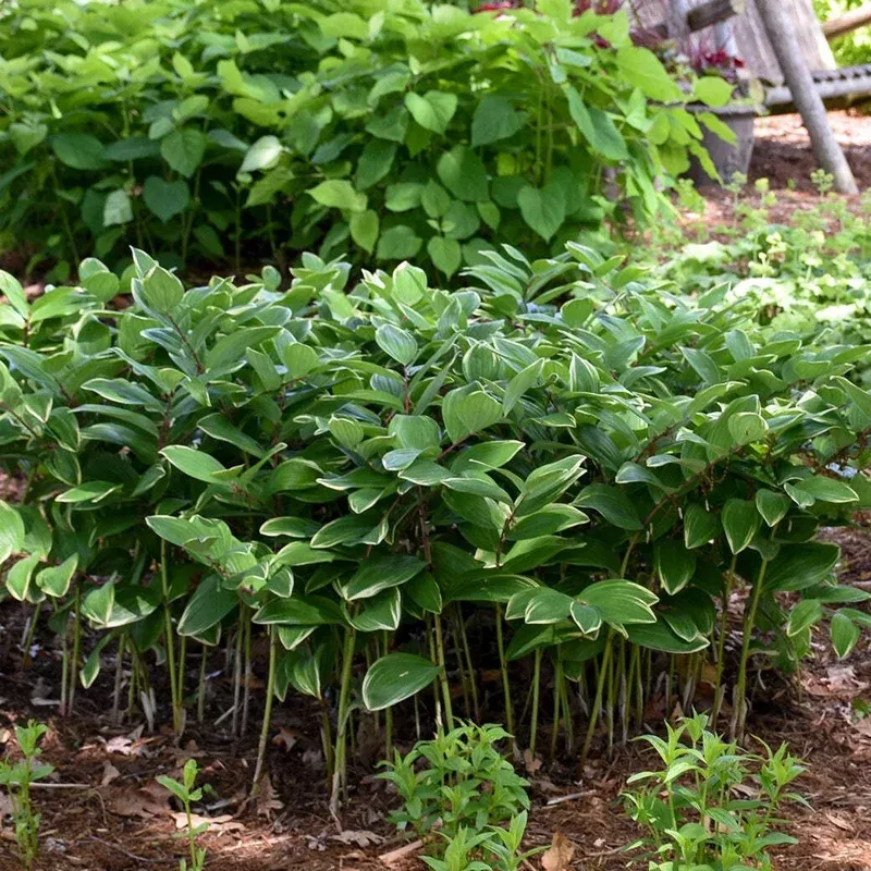 Polygonatum odoratum ‘Variegatum’ Live Plant – 5.25″ Pot Perennial