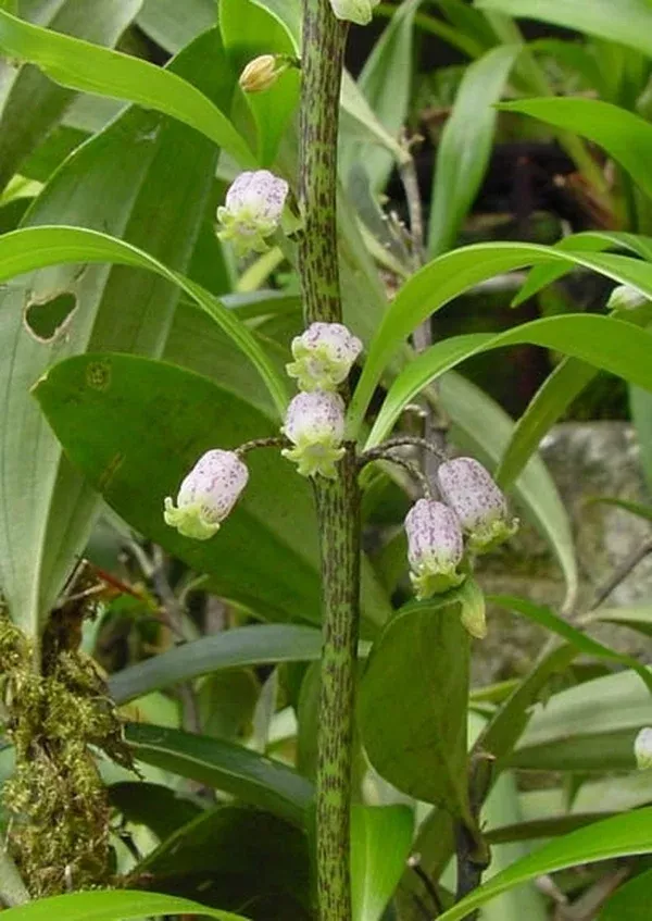 Polygonatum punctatum BSWJ2395