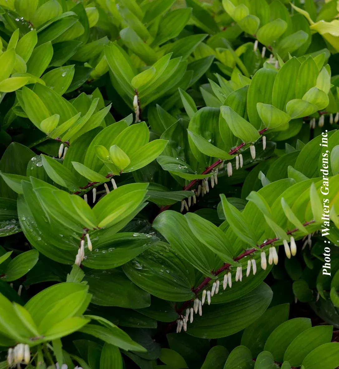 Polygonatum 'Ruby Slippers'