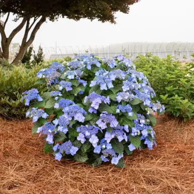 Pop Star Endless Summer Hydrangea