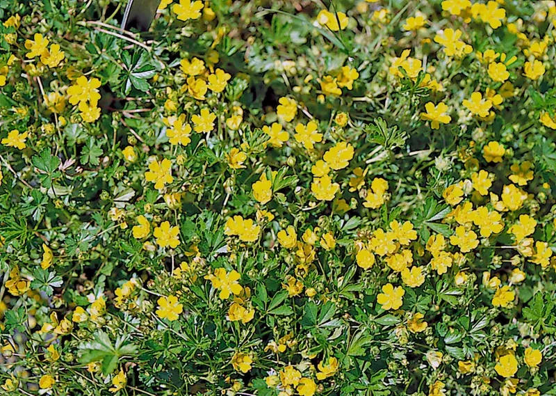 Potentilla Neumanni Nana Seeds – 1000 Count Perennial Groundcover Yellow Flowers Outdoor