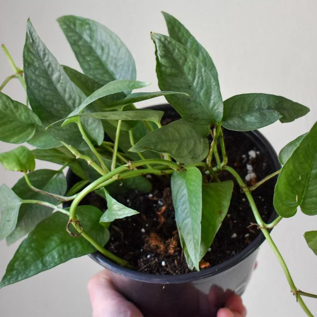 Pothos Cebu Blue