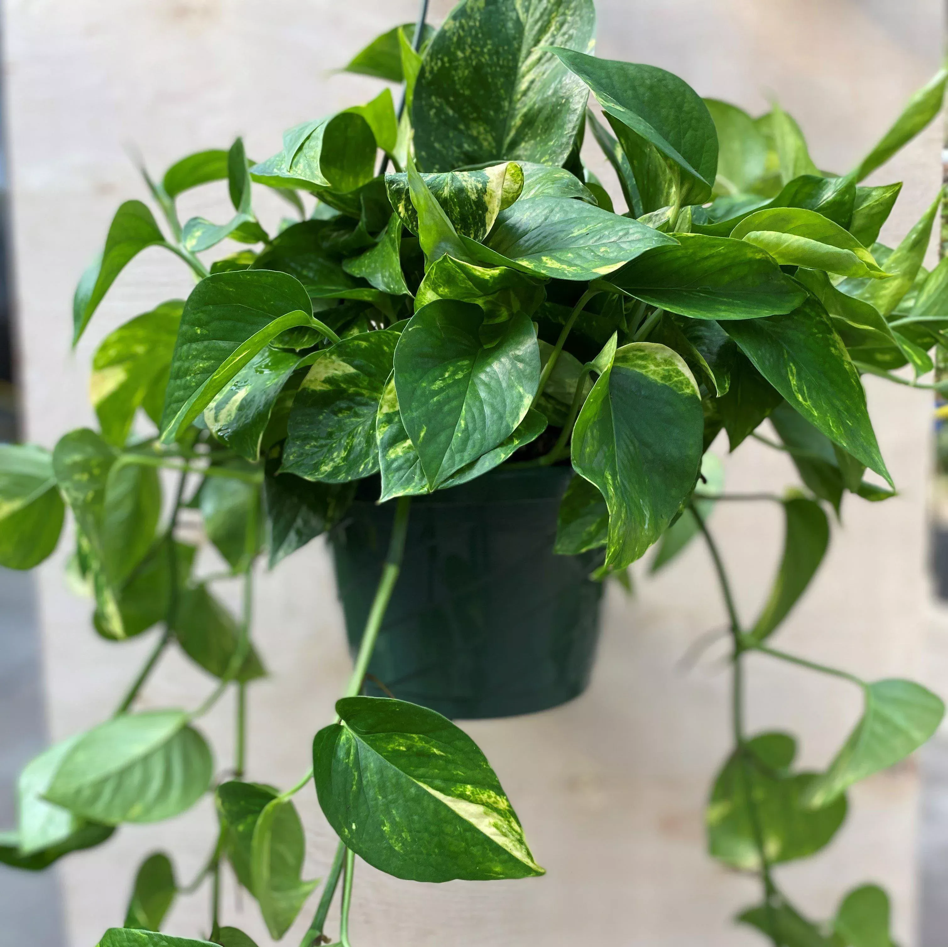 Pothos, Money Plant